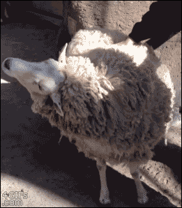 For animated GIFs — Sheep requests more back scratches. 