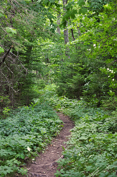 Crooked path. Images taken on Mackinac Island.