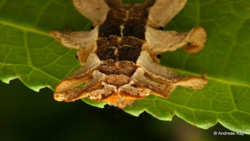 onenicebugperday:Monkey Slug Caterpillar and Adult Moth, Phobetron hipparchia, EcuadorPhotos by Andr