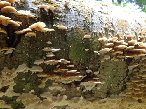 Hectic amount of fungus we stumbled across on our bush walk!