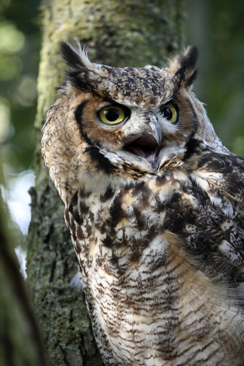 Young great horned owl