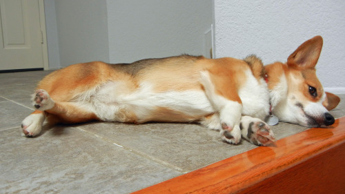 corgiaddict:  snickmom:  Snickers sleeps with her back legs crossed and the bottom foot in the air. I don’t recall her doing it until recently. When I first noticed it, it was her left leg in the air. I was thinking that her knee surgery had left her