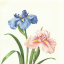 iris-collects-moving-pictures