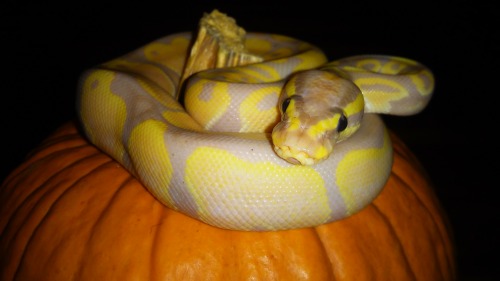 noodle-the-noodle:Some Halloween pumpkin pics I took of Noodle. I used the flash to try and get a be