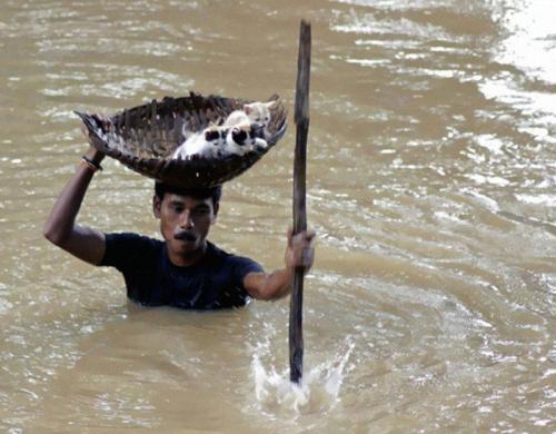 During floods in Cuttack City, India, in 2011 a villager saved numerous stray cats by carrying them 