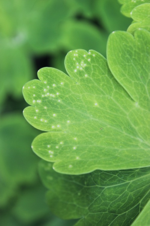 A leaf with eggs.