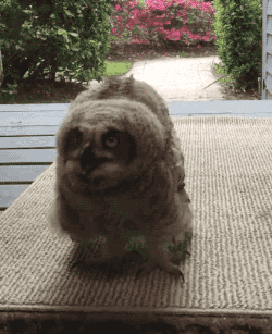 ladynehemah:  gifsboom:Family Receives Unexpected Visit From Cute Young Owl. [video]So
