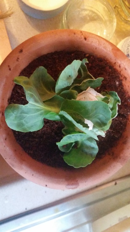 The cabbage has reached stage two of regrowing, finally putting out enough roots to be repotted in s