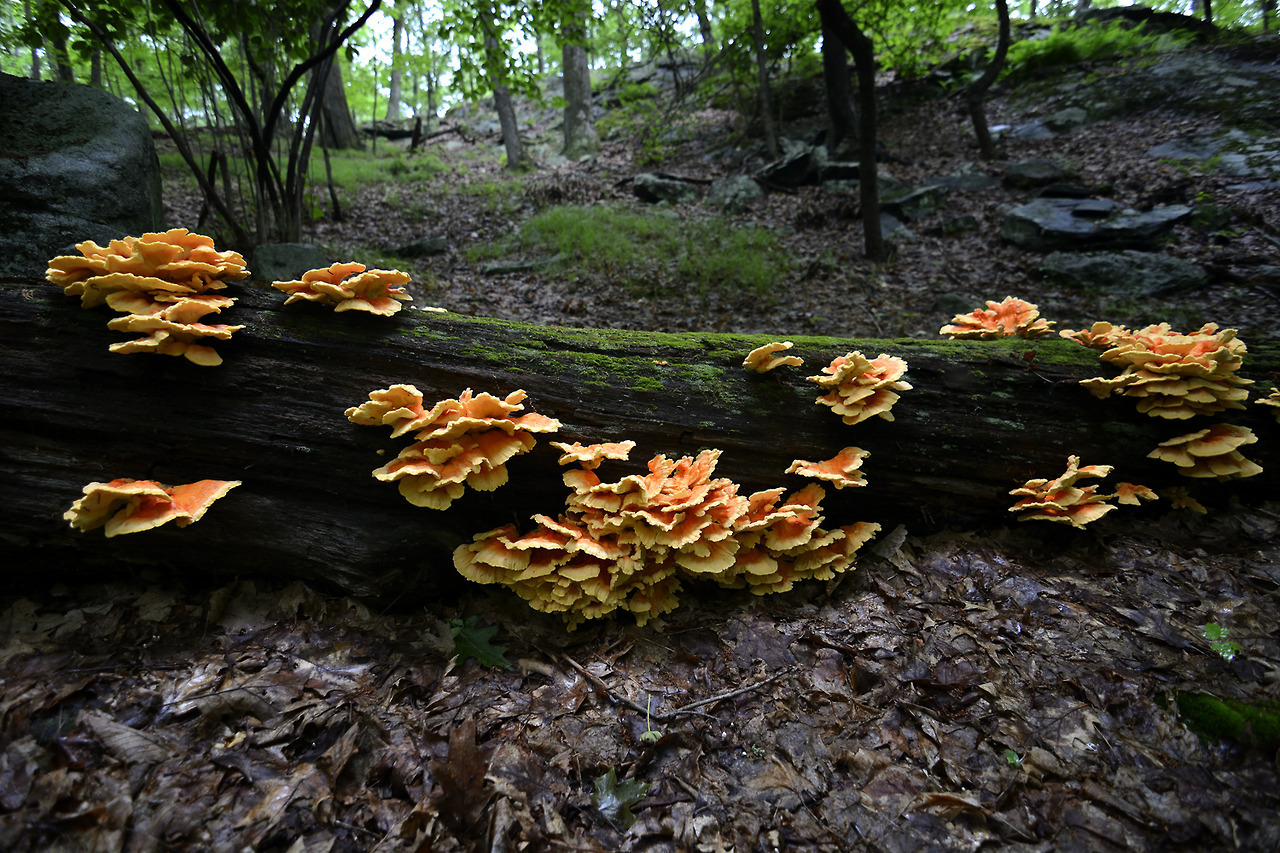 ray-sussmann: Chicken of the Woods mother load. ©Raymond P Sussmann 