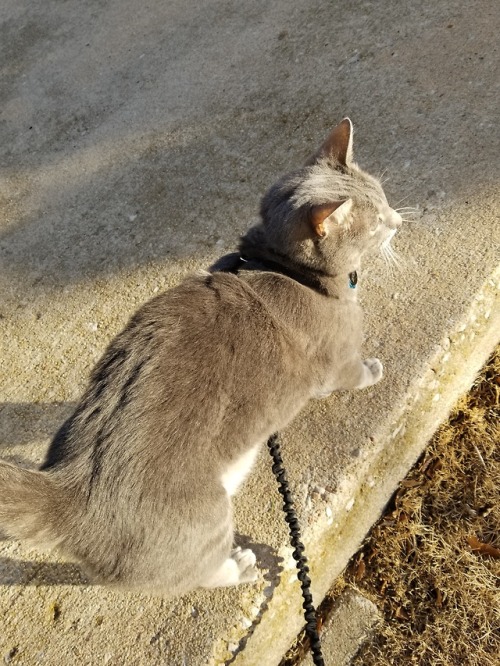 wukongopterus:catcolors:wukongopterus:I finally got Irwen to stand in the sun on a walk. @catcolors 