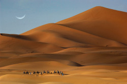 morobook:     Morocco.Merzouga.Camels, Sand