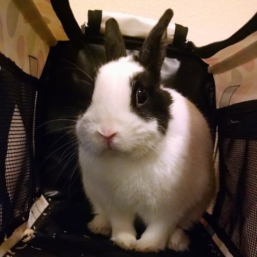 He’s quite hansom. #InstaBunnies #Bunnies adult photos