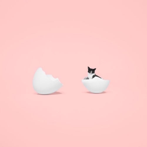 miss-mandy-m:Princess Cheeto the cat photographed by Hugo Martinez.