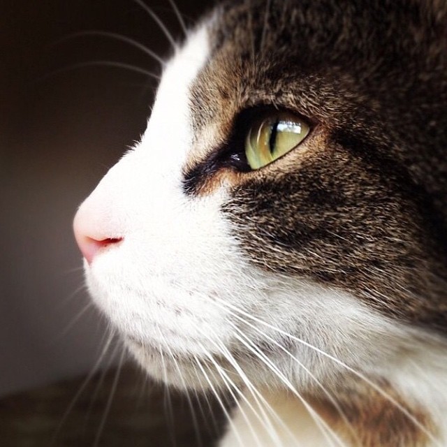 nicholasderoche:  Photograph by mimizinne http://ift.tt/1QMiT3S, April 29, 2015 at