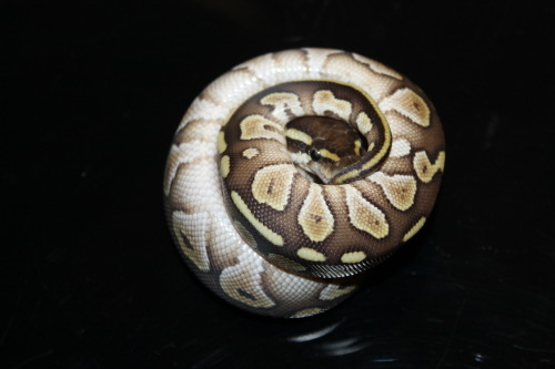 Lesser Royal Python at 888 Reptiles