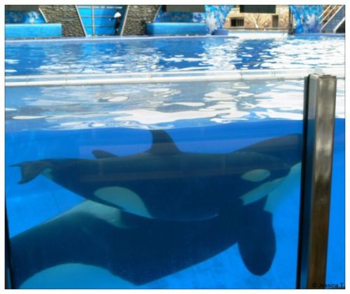 Gender: FemalePod: N/APlace of Capture: Born at SeaWorld of FloridaDate of Capture: Born on Septembe