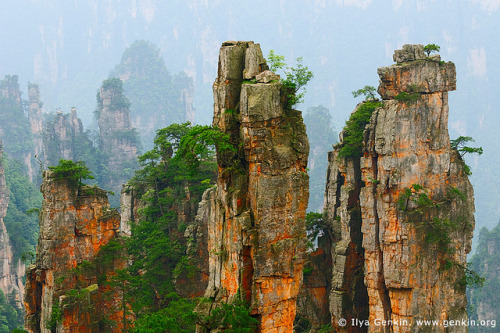 Stone Pillars in Zhangjiajie, Tianzi Mountain Nature Reserve, Zhangjiajie National Park, Hunan, Chin