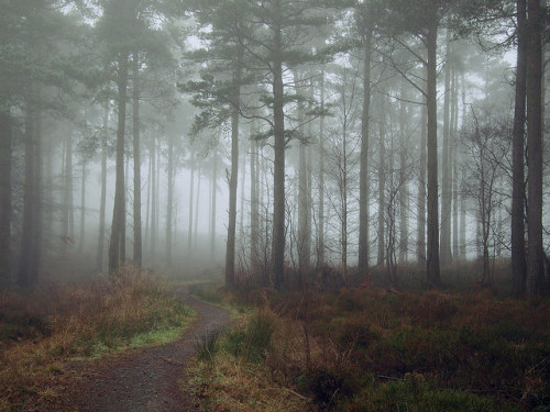 Into the fog by kenny barker on Flickr.