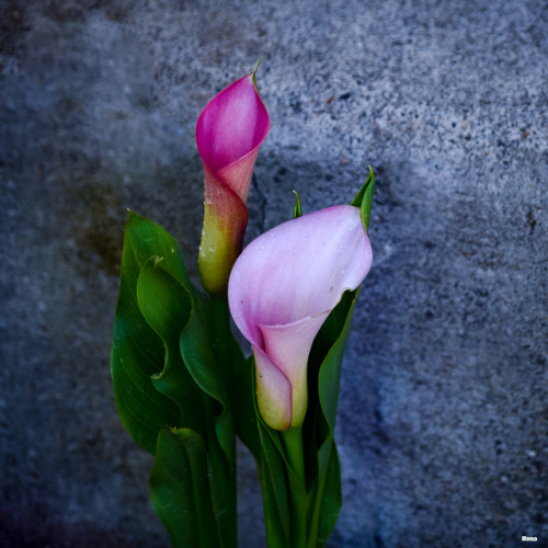 Arum lily.Oregon.