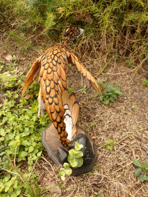 bookrat:Tiny generic sebright dinosaur~