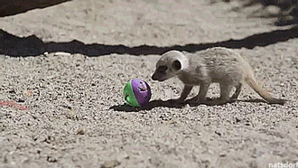 thenatsdorf:  Baby meerkats playing with ball toys. [full video]