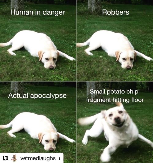 #Repost @vetmedlaughs with @make_repost ・・・ Here’s to the doggos that will never keep our hous