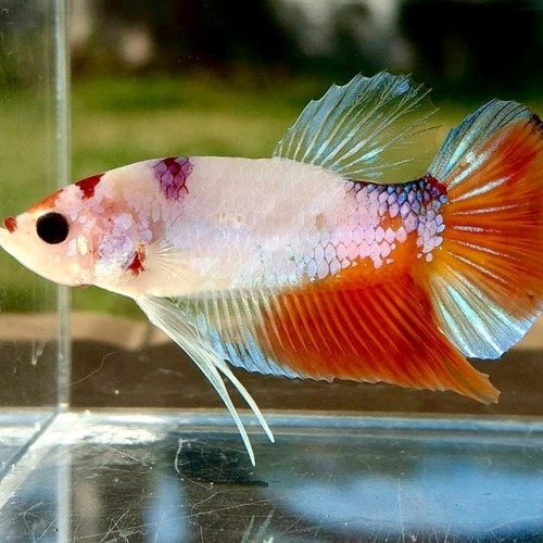 spacecityfish:Welcome to Space City Fish and Coral!Our first post! And I’d like to start off with my