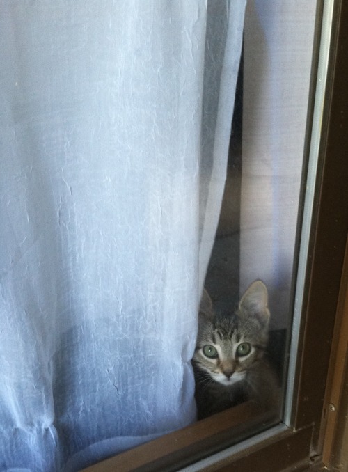 chaos-and-their-cats:he waits for me in the morning when i work overnights