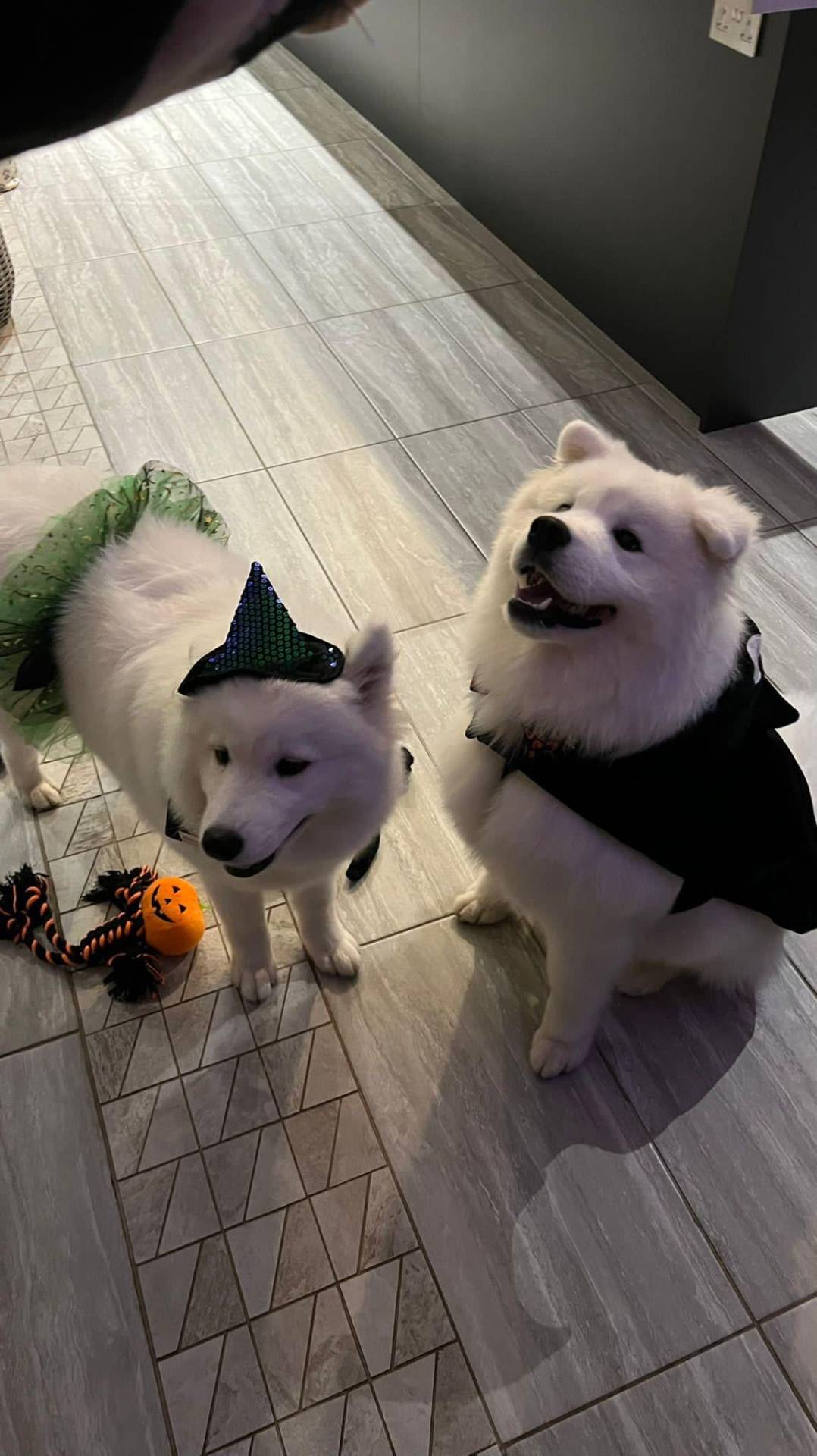 Ghost and Angel the Spooky Samoyeds 🎃👻🥰