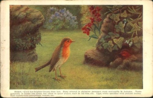 naturepoetry:Robins ~ My favourite birds Artist ~ A. J. Blackie
