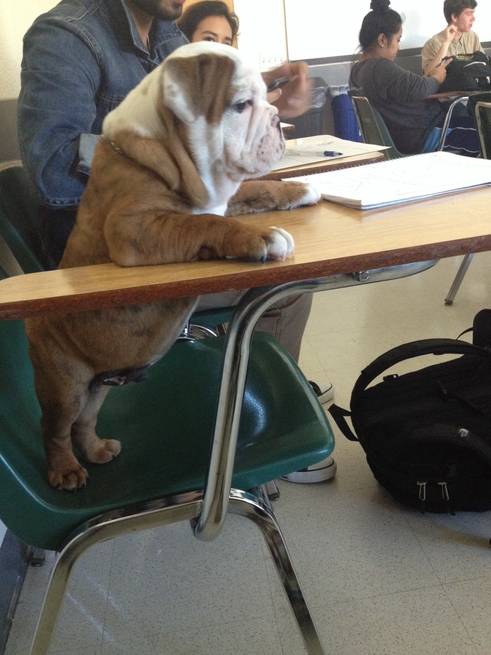 yoyosufo:
“ the-jaeger-pilot:
“ Chunk takes his education very seriously
”
His name is Chunk omg
”