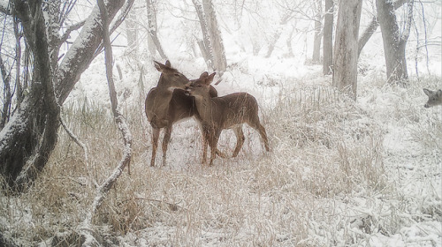 Doe and YearlingWilliam Harper