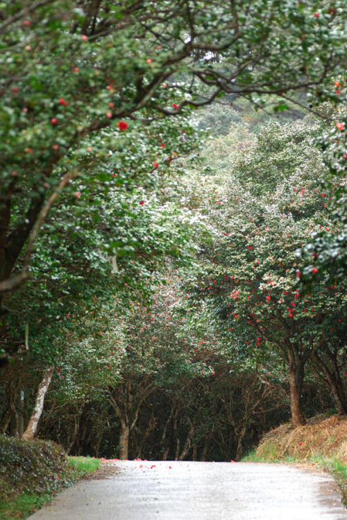 lovesouthkorea:Camellia forest at Ongryongsa Temple site by CsOH&ldquo;Doseon is said to ha