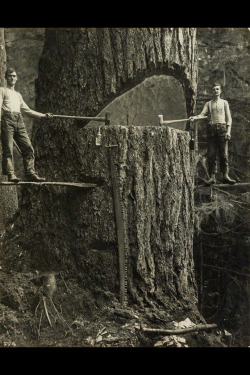 history-museum:  Before Chainsaws [640x960]history-museum.tumblr.com