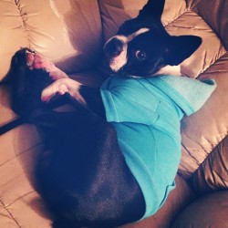 My Handsome Boy Being Lazy Ðÿ¾ #Romeo #Boston #Sweatshirt #Comfy #Lazy #Newbeginnings