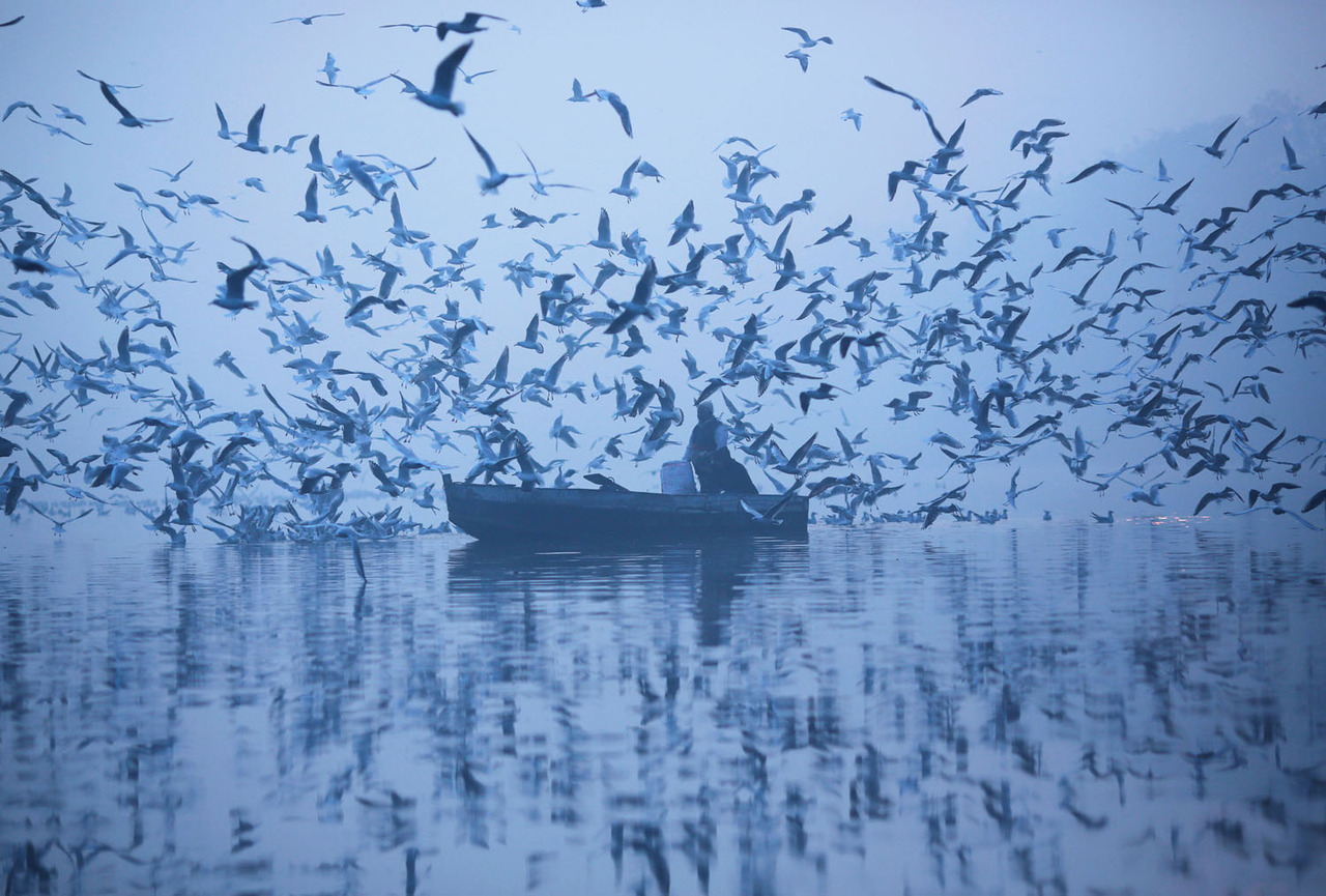fotojournalismus: A man feeds seagulls from a boat in the Yamuna River on a foggy