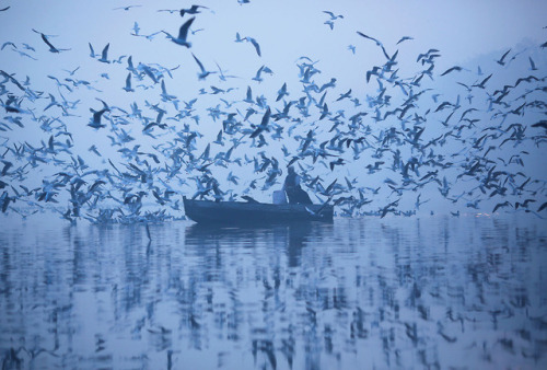 fotojournalismus:A man feeds seagulls from a boat in the Yamuna River on a foggy winter morning in N