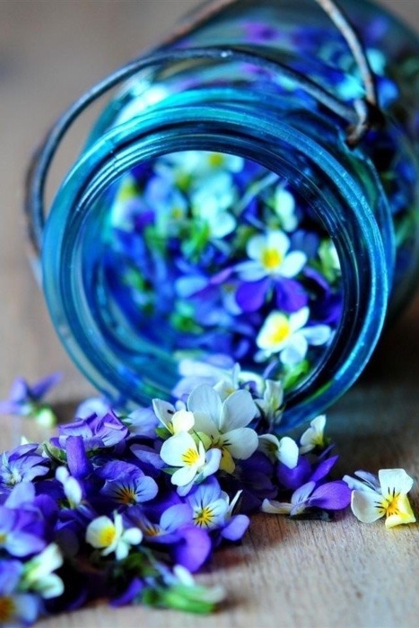 floralac: Flora Blog