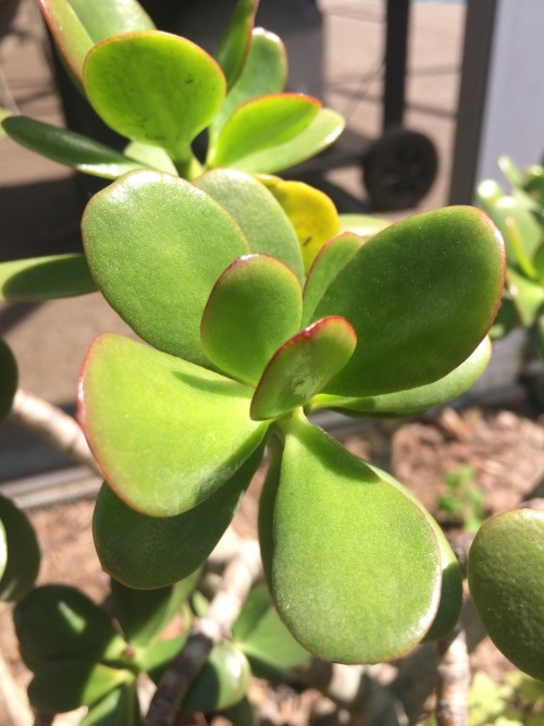 Crassula ovata is in the family Crassulaceae. Commonly known as Jade plant, it is native to South Af