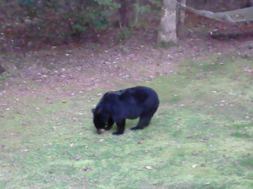 Look what we’ve got roaming the neighborhood here in the woods