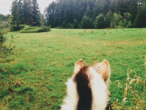 tuaari:I miss adventuring for hours on this pony