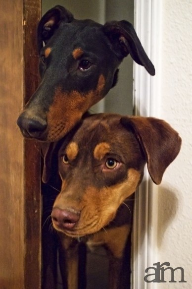 Can We Come In?
“ They are not allowed in the bedroom, but they like to peek around the corner. And before you tell…
”
View Post