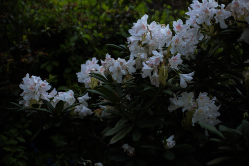 rhododendron