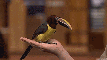 thatsthat24:tastefullyoffensive:Steve Irwin’s 13-year-old son, Robert, returns to The Tonight Show w