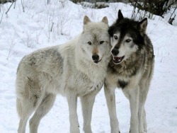 wolveswolves:  Gray wolf Jesse (left) and