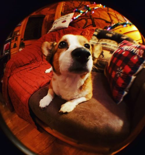 I got some lens attachments for my phone&rsquo;s camera. Be forewarned; all the fisheyed &ldquo;The 