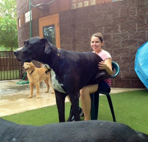 fluffybedsock:  sannguine:  gluten-tag:  pretentiousmusician:  peachpup:  this is the all time best post  Wat  I am all about giant dogs  the fact that like half of them are still trying to be lapdogs ~ bless  Giant dogges 