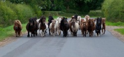 black-tobiano:  secretlyahorse:  equestriann-for-life:  charleneshave:  Shetland Ponies  makin’ their way downtown  Trottin’ fast, bitches pass, and I’m barn bound.    The Shitlands are coming