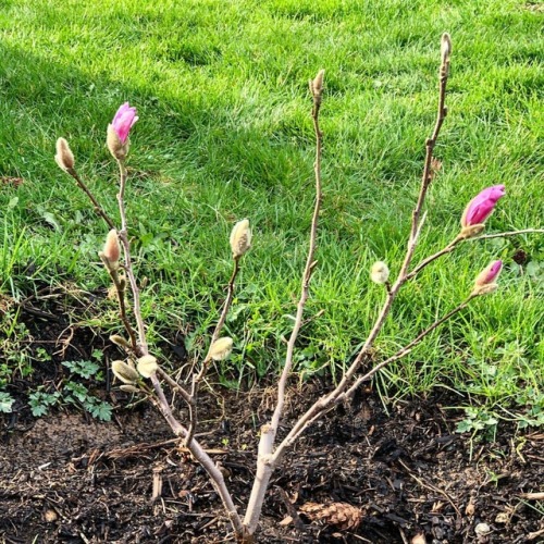 Hello tiny tree. So happy our baby Magnolia tree is going to bloom soon. It survived our winter when