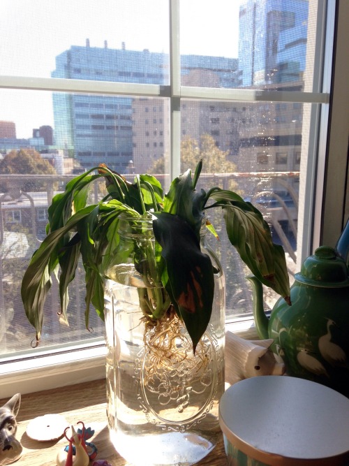 A tour of my desk plants